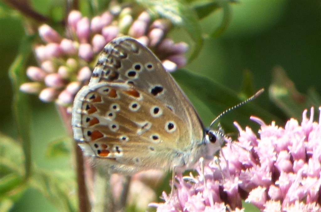 quali Polyiommatus? Polyommatus icarus e Polyommatus bellargus, femmine